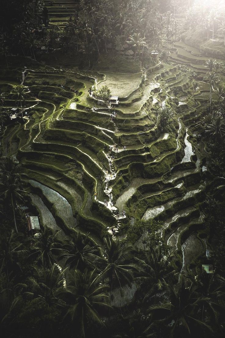 Рисовые террасы